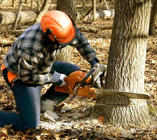 Tree Removal in Timberlake, NC